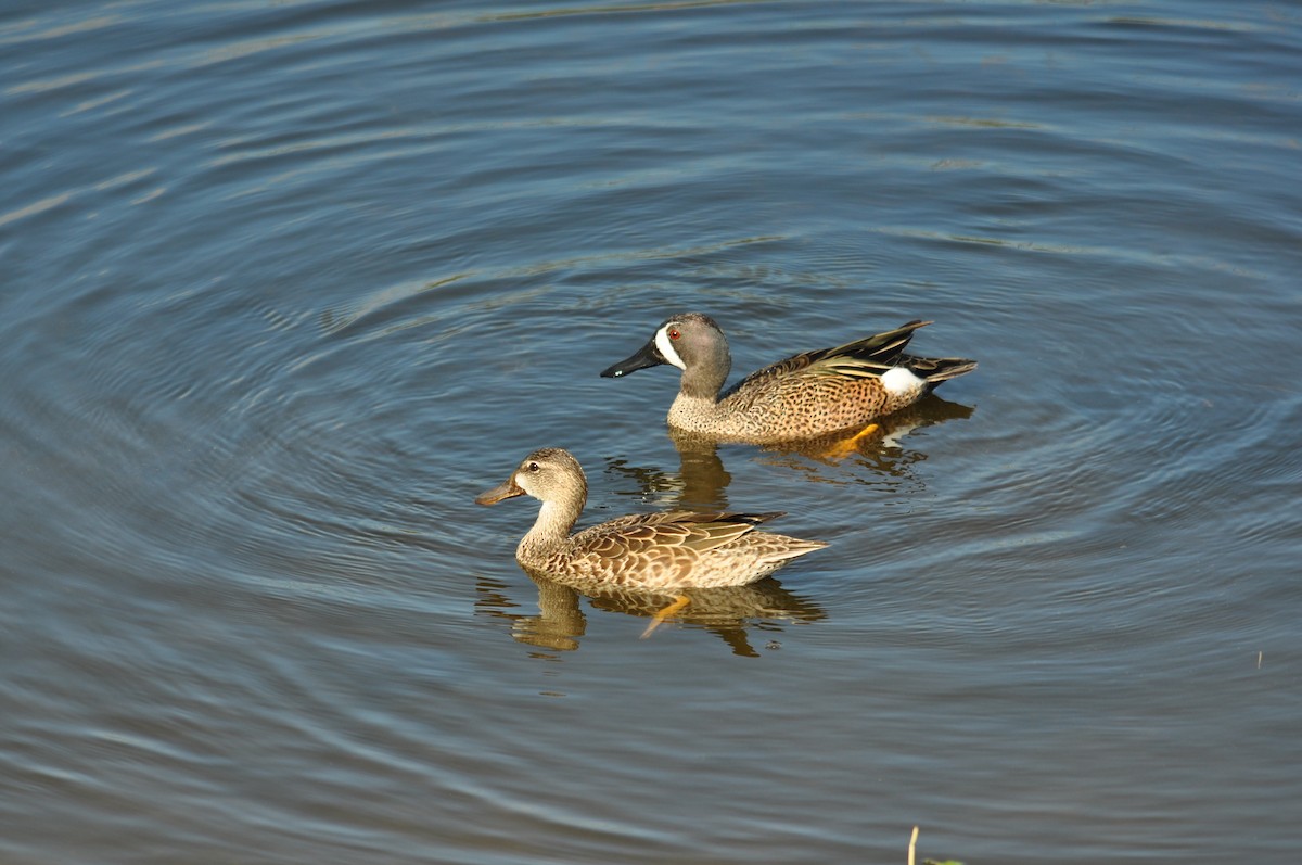 Синекрылый чирок - ML644872000