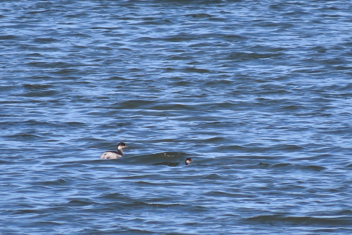 Eared Grebe - ML644872001
