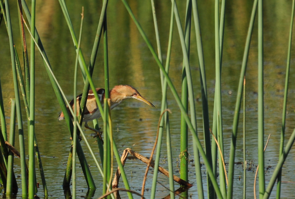 Least Bittern - ML644872015