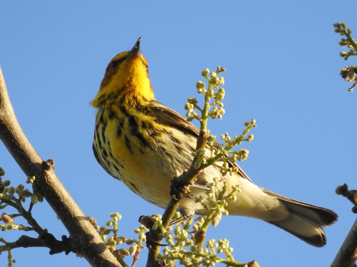 Cape May Warbler - ML644872017