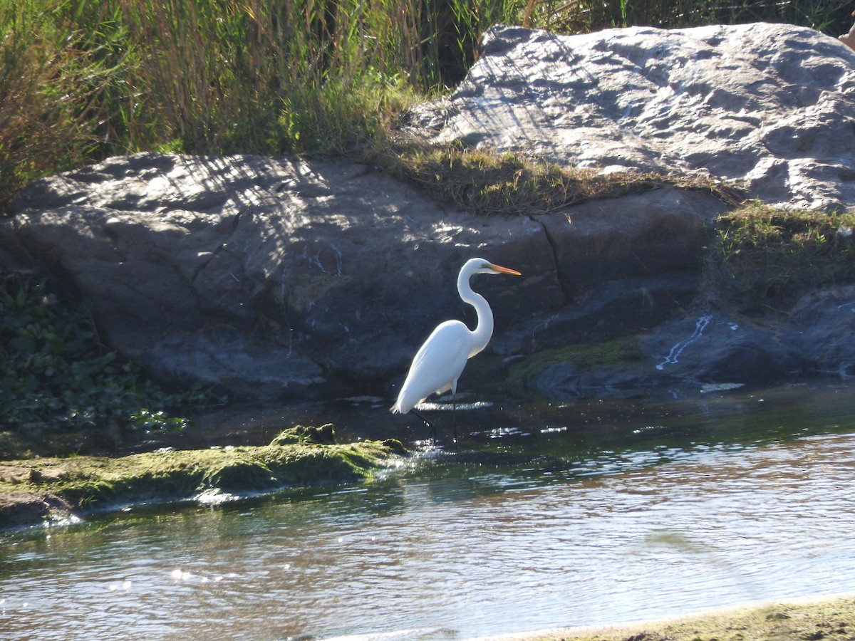 Great Egret (African) - ML644872019