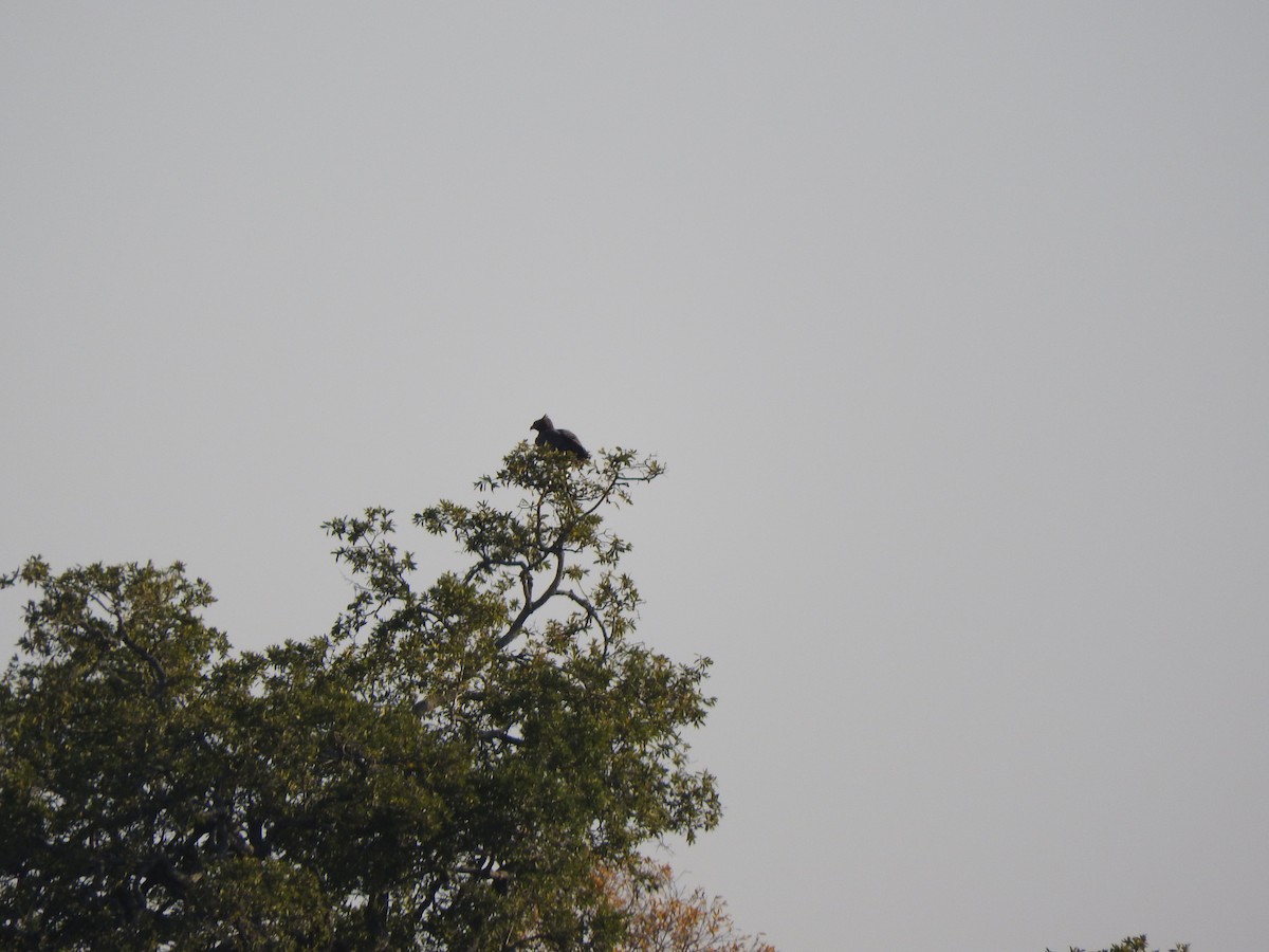 Martial Eagle - ML644872022