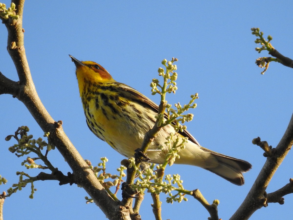 Cape May Warbler - ML644872023
