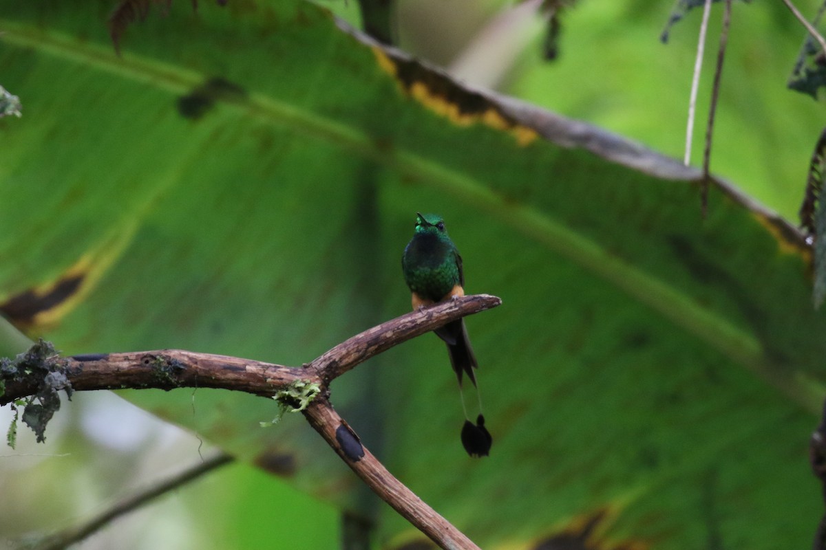 Peruvian Racket-tail - ML644872024