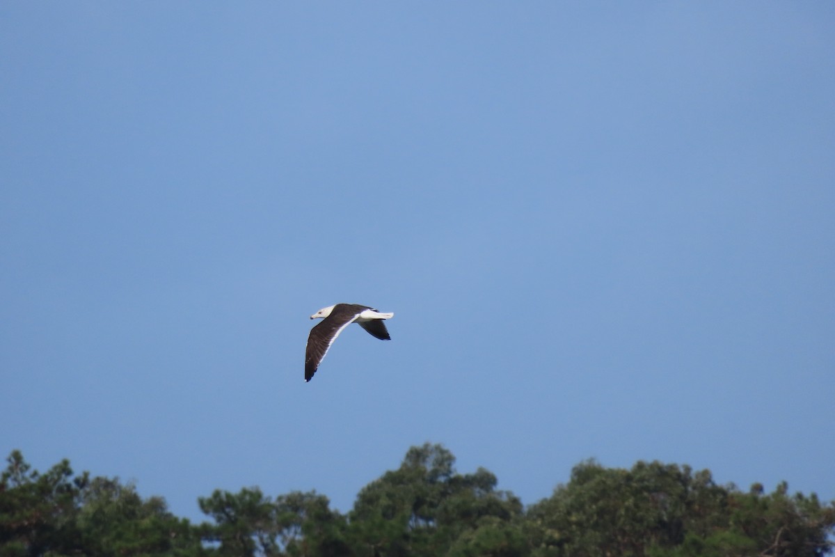 Great Black-backed Gull - ML644872028