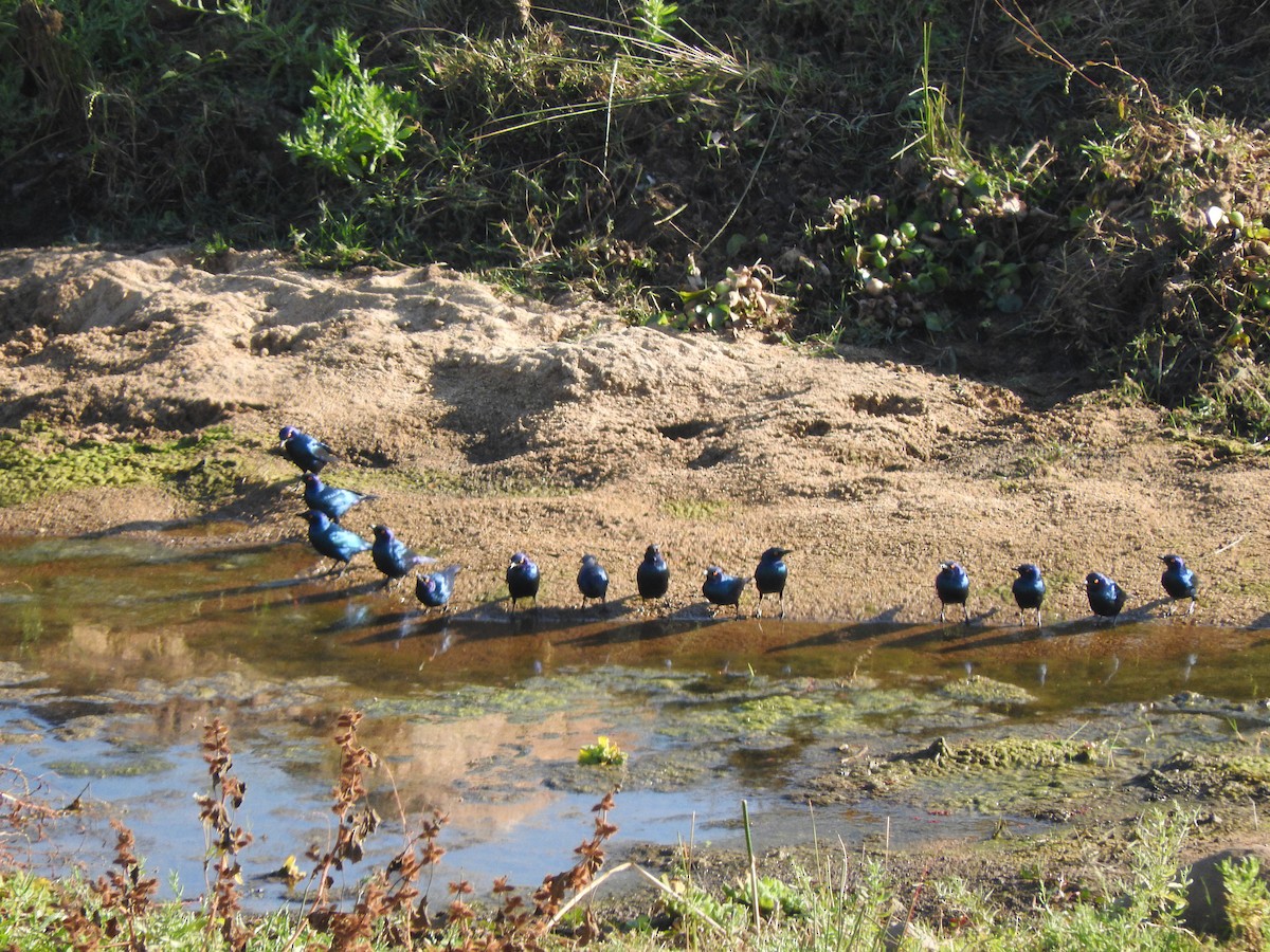 Cape Starling - ML644872033