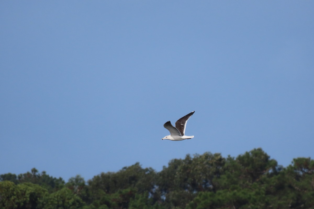Great Black-backed Gull - ML644872035