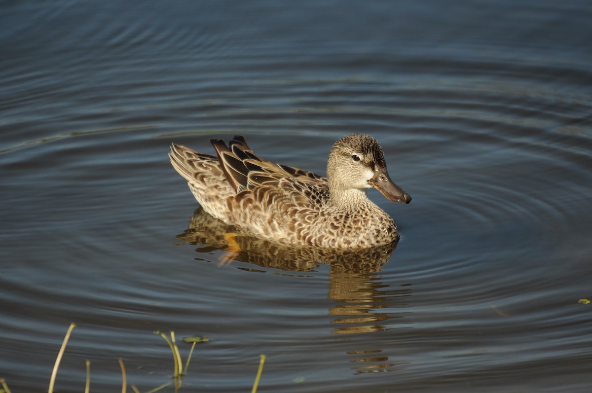 Синекрылый чирок - ML644872037