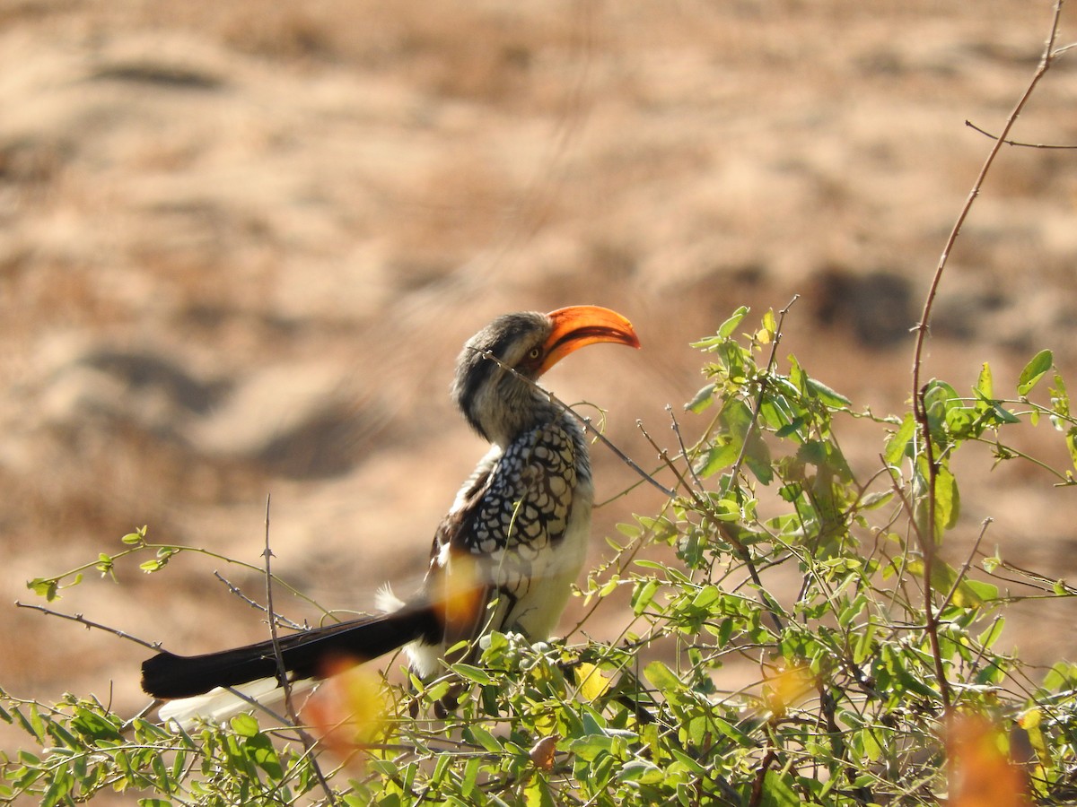 Southern Yellow-billed Hornbill - ML644872039