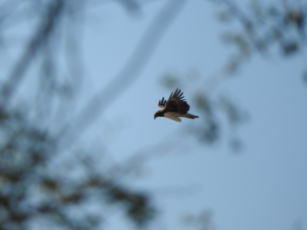 Martial Eagle - ML644872042