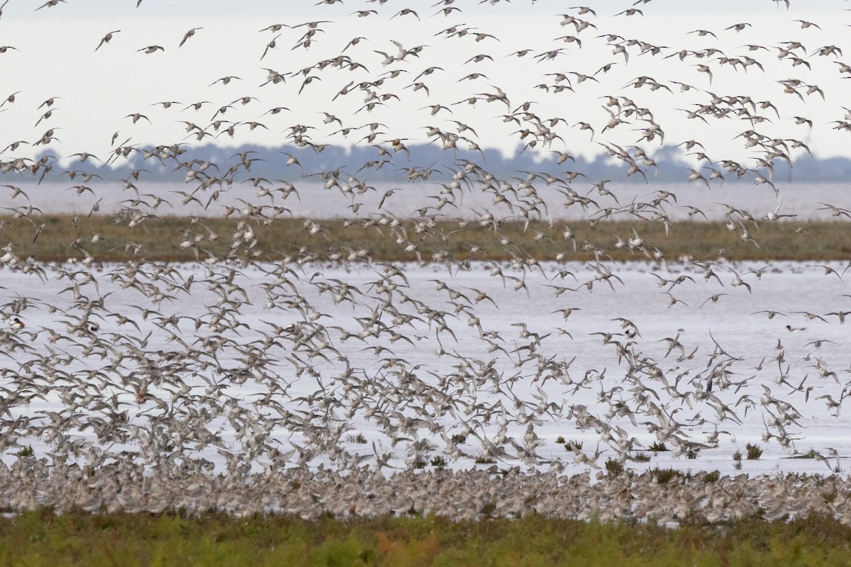 Red Knot - ML644872048