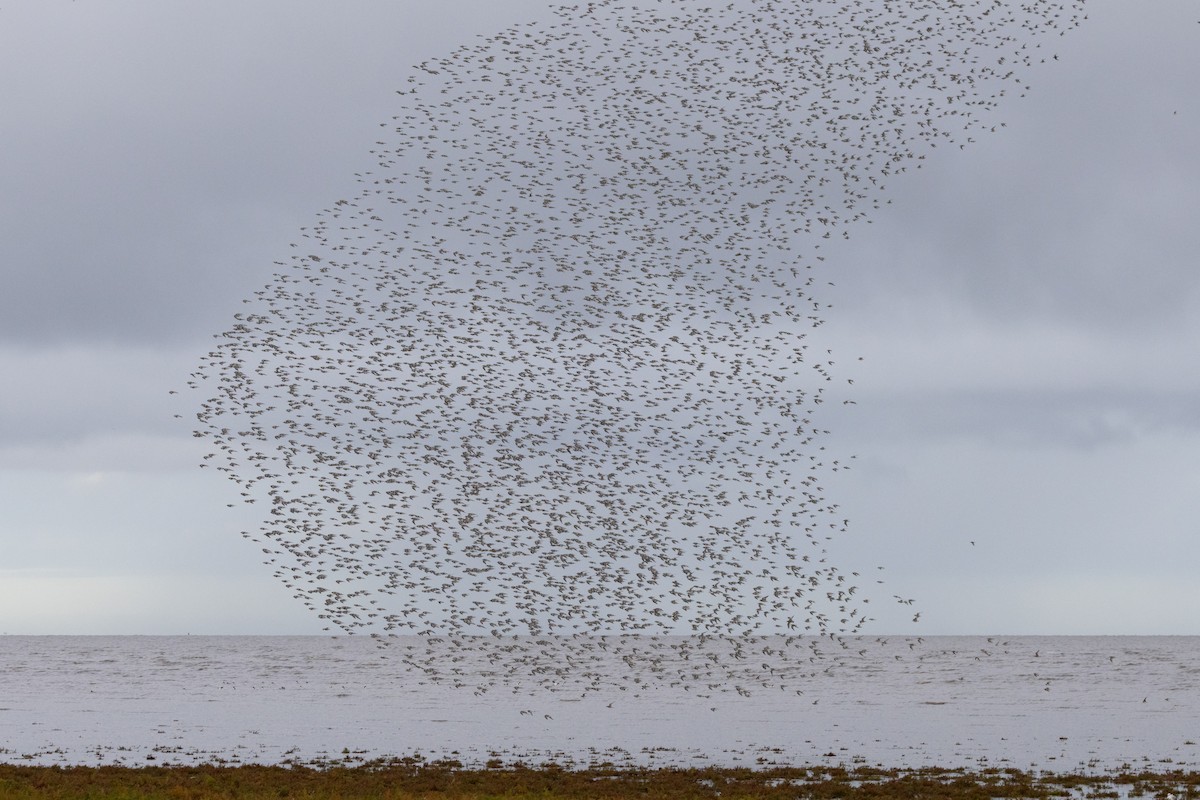 Red Knot - ML644872049