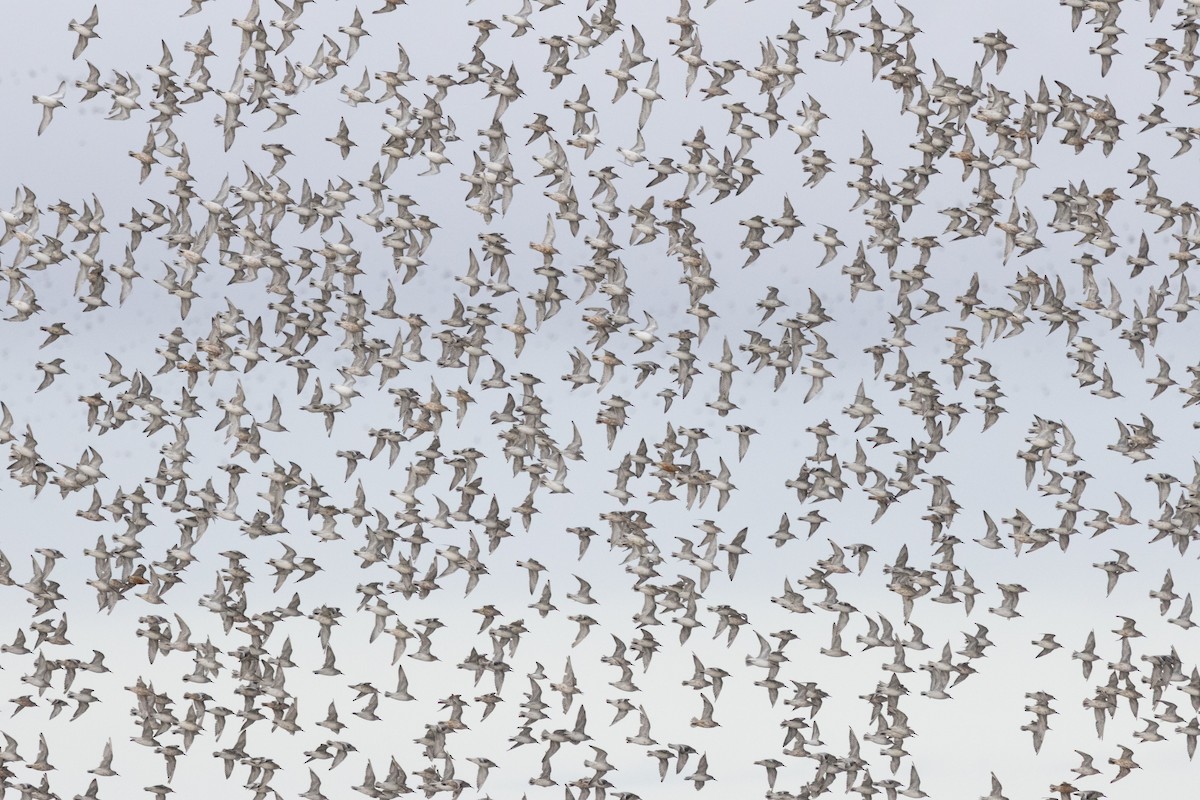 Red Knot - ML644872050