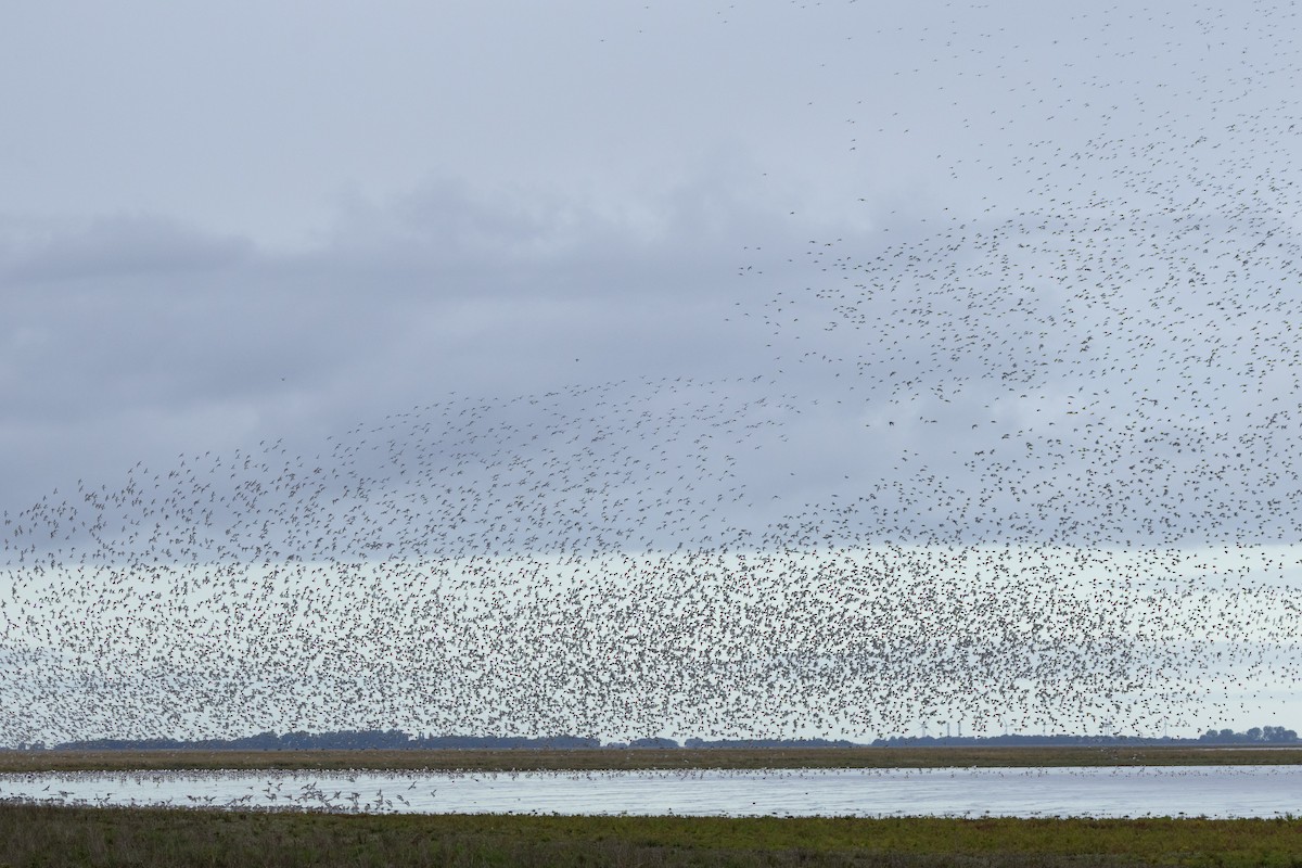 Red Knot - ML644872051