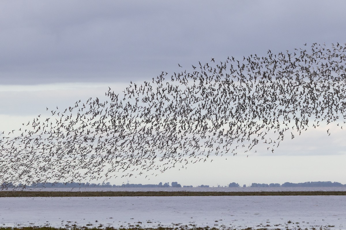Red Knot - ML644872052