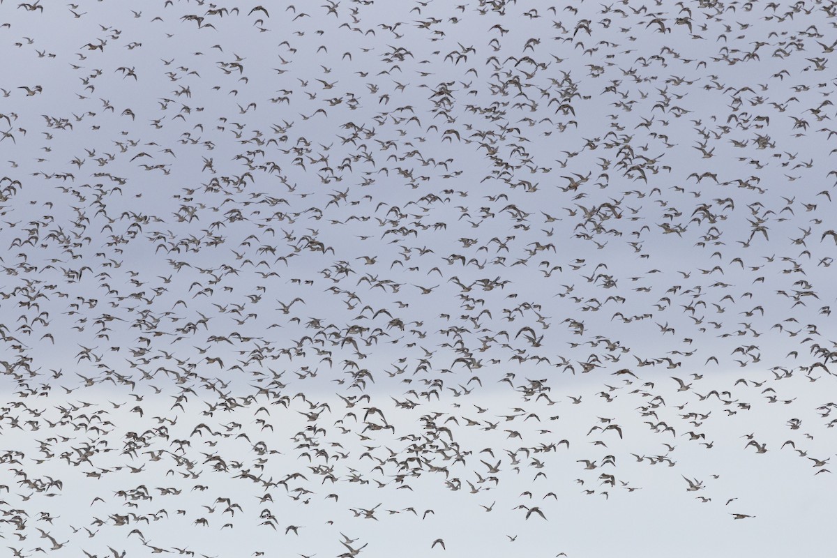 Red Knot - ML644872053