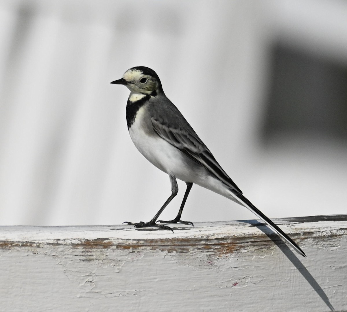 White Wagtail - ML644872055