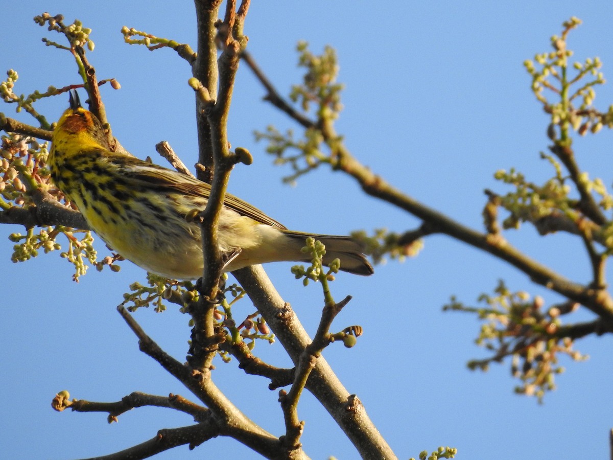 Cape May Warbler - ML644872057