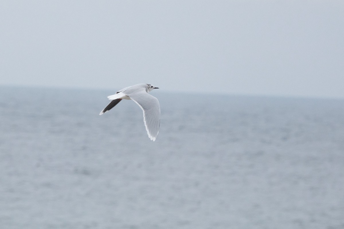 小鷗 - ML644872058