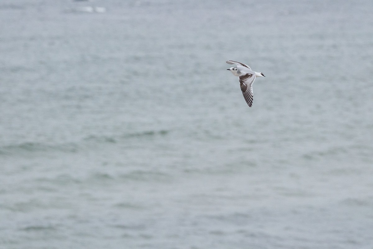 小鷗 - ML644872059