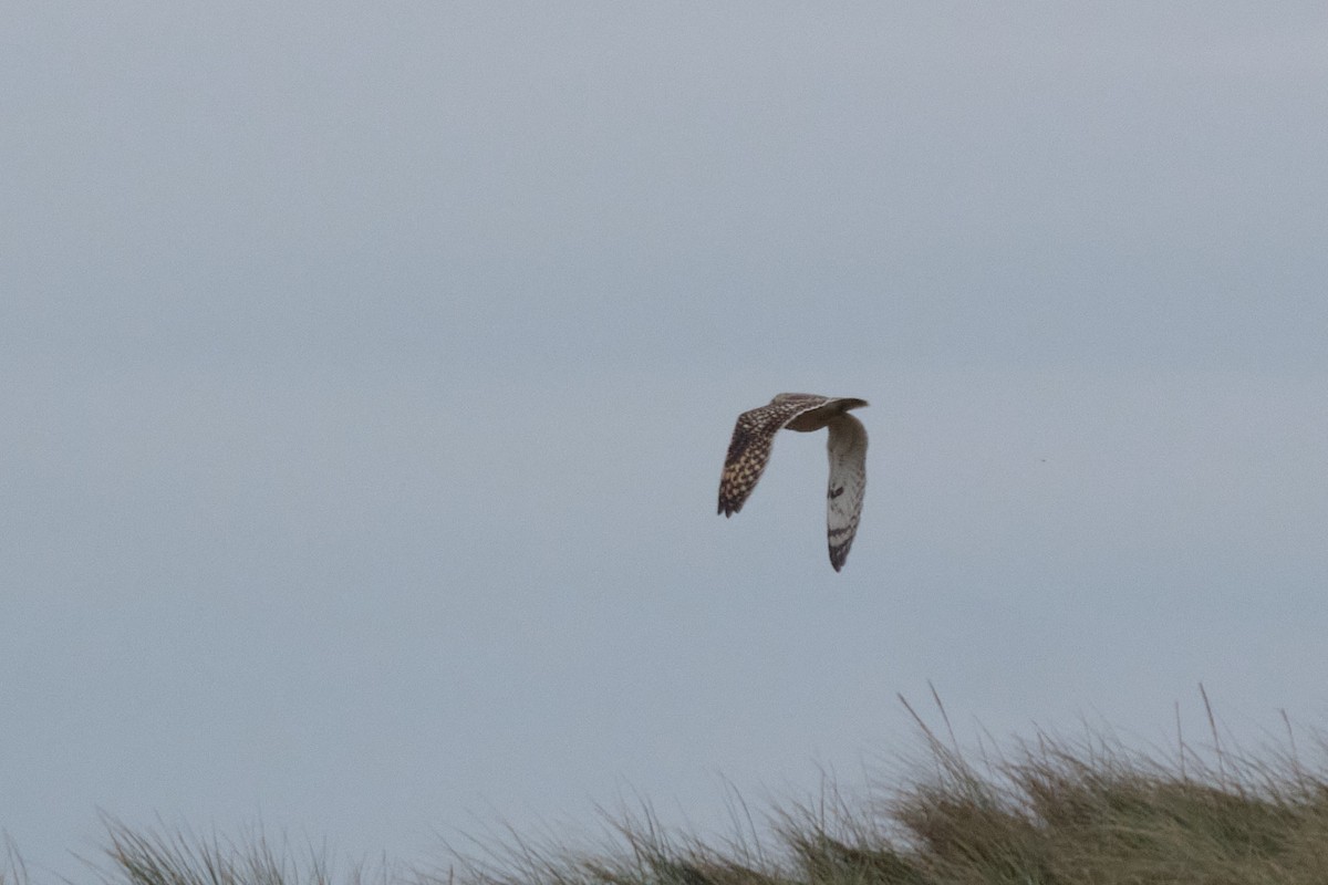 短耳鴞 - ML644872064