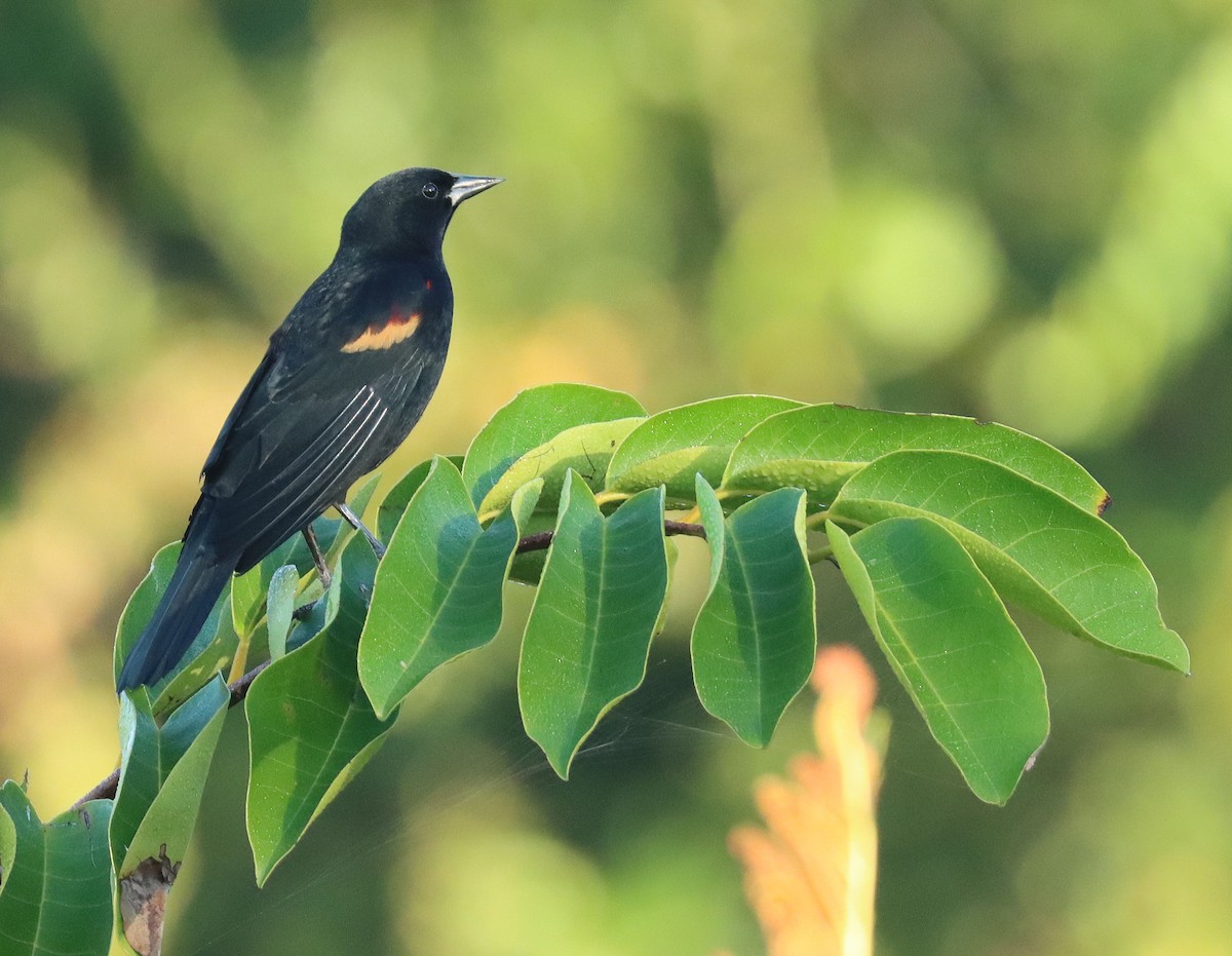 Red-winged Blackbird - ML644872065