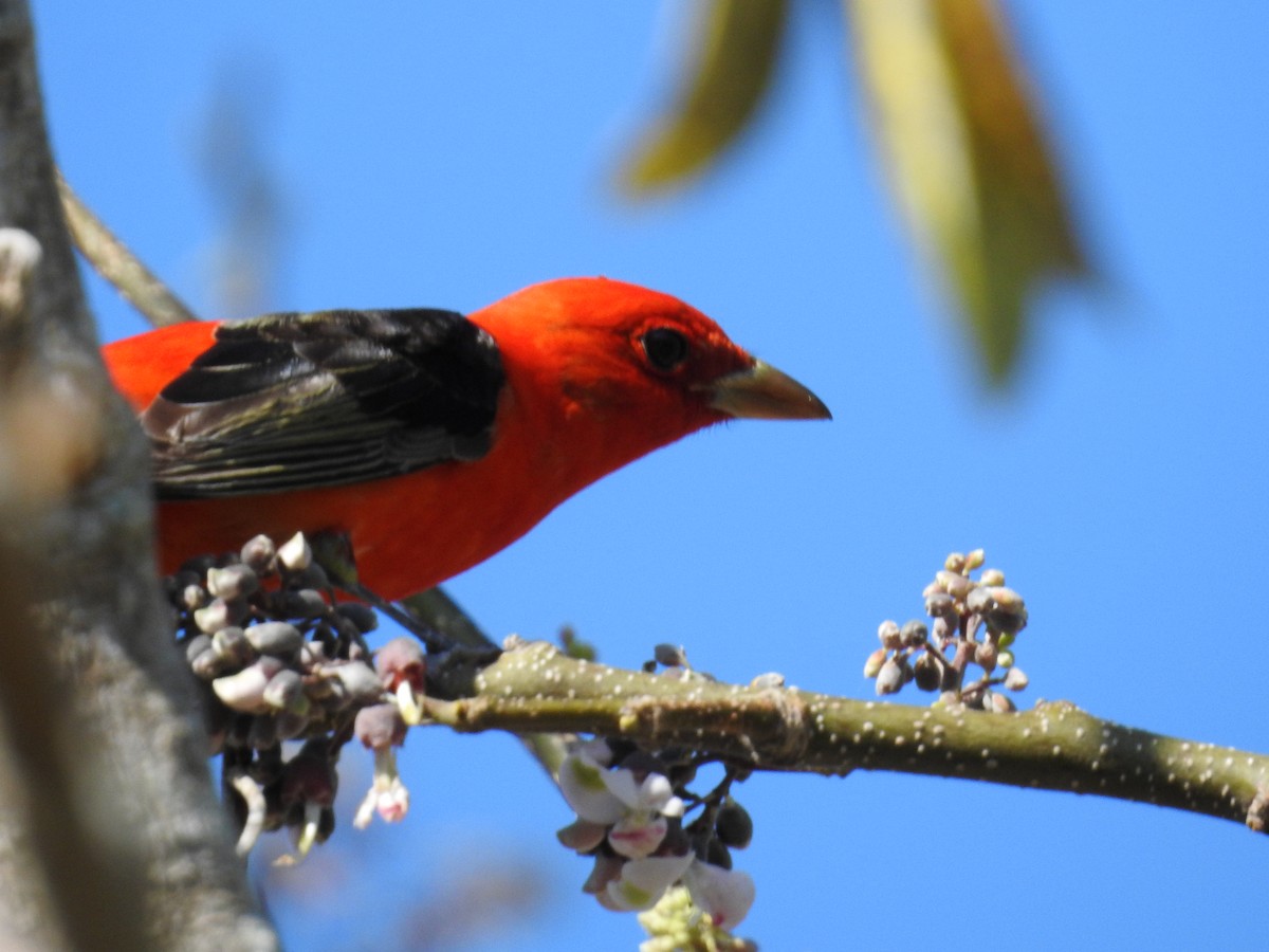 rødpiranga - ML644872086