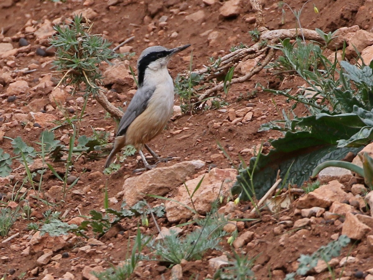 Eastern Rock Nuthatch - ML644872088