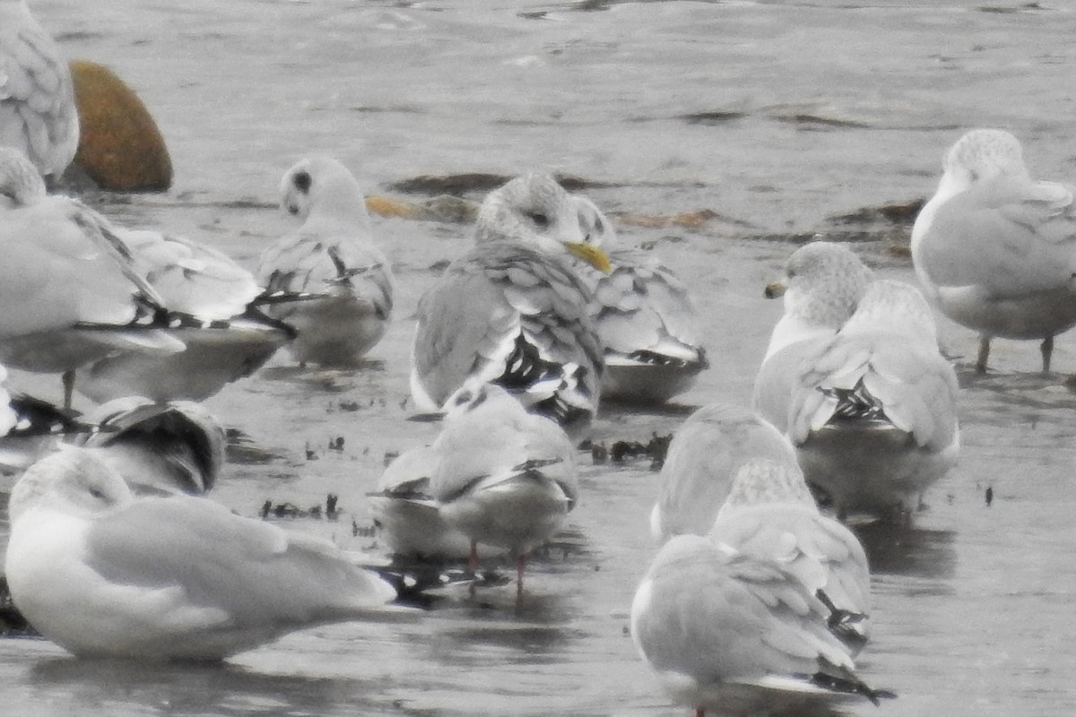 Common Gull (Kamchatka) - ML644872102