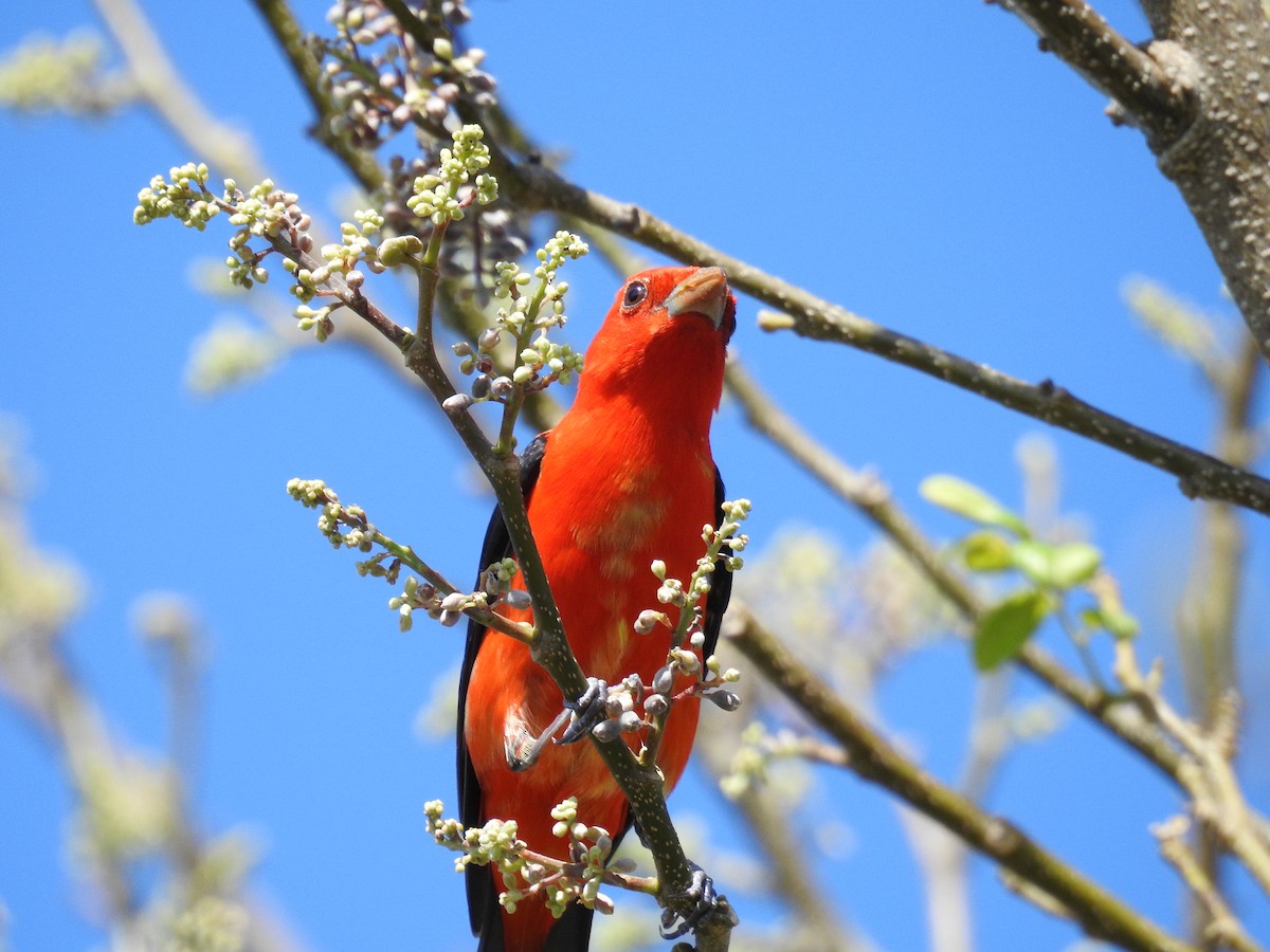 rødpiranga - ML644872108