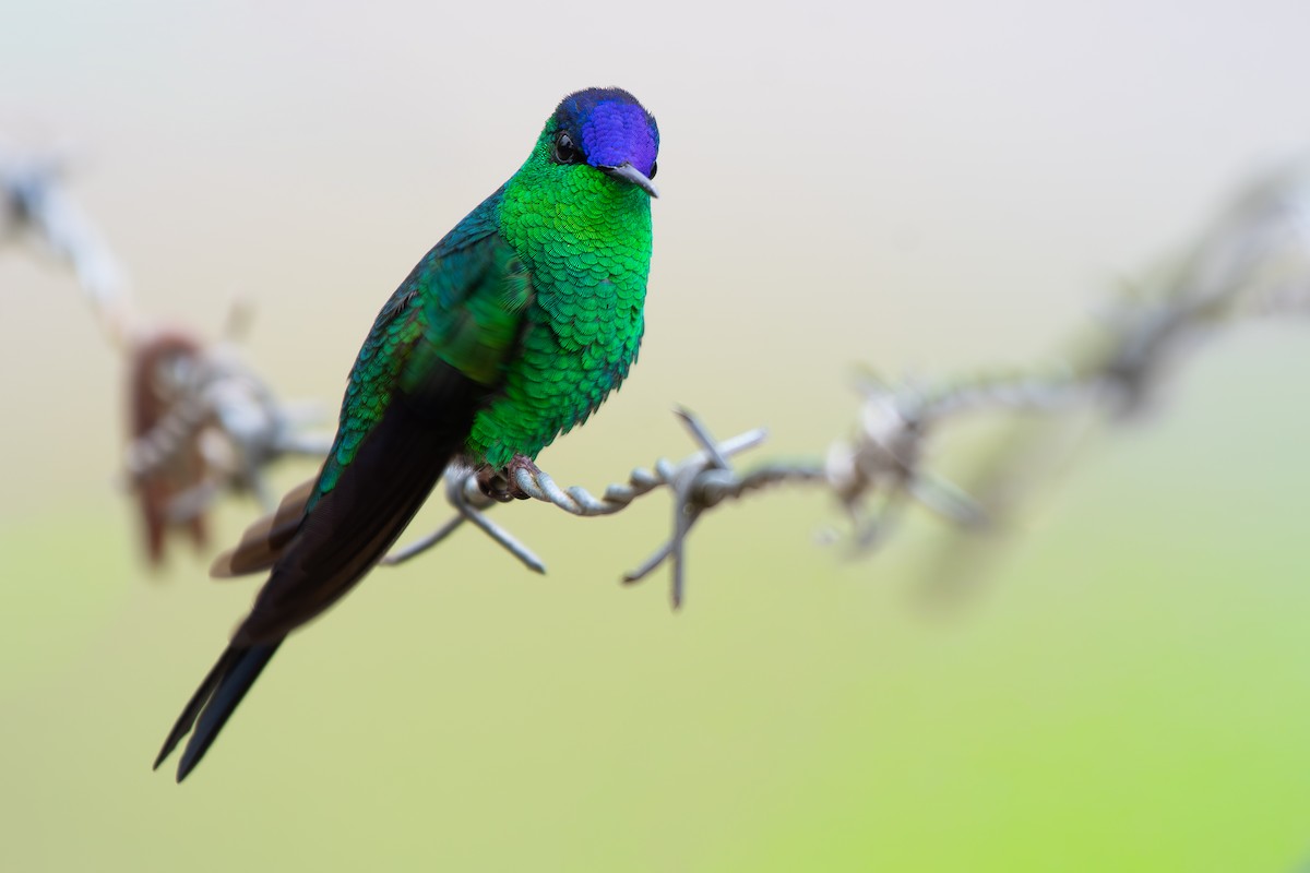 Violet-capped Woodnymph - ML644872109