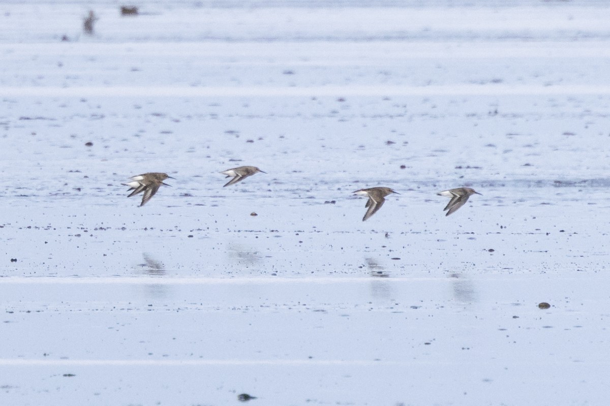 Red Knot - ML644872111