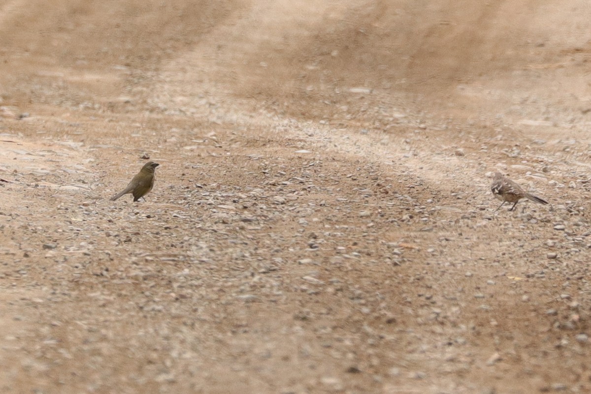 Streaked Saltator - ML644872114