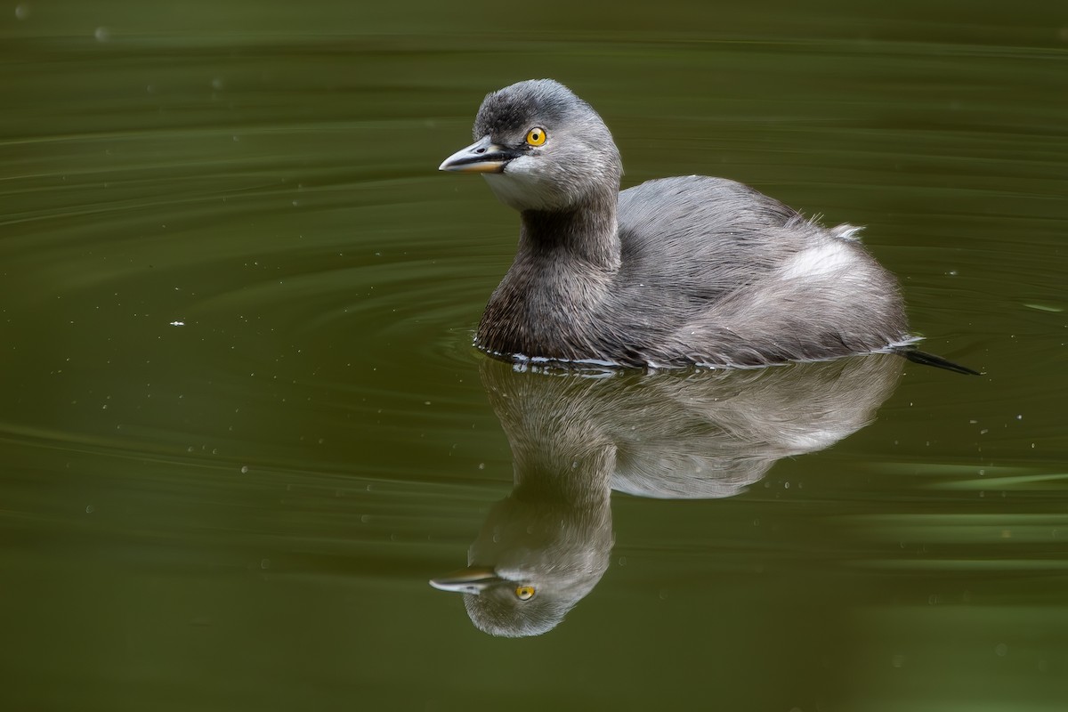 Least Grebe - ML644872129