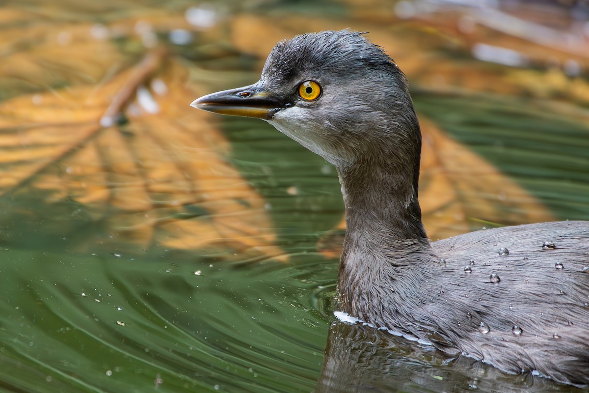Least Grebe - ML644872130