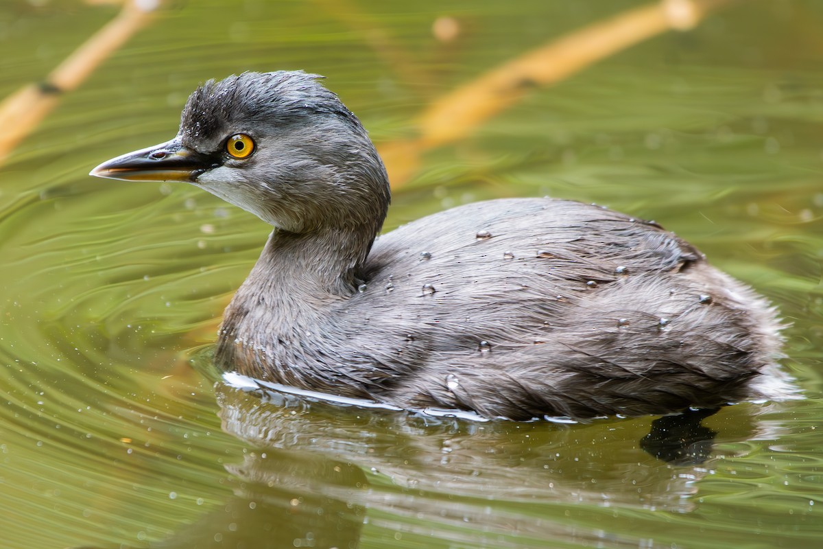 Least Grebe - ML644872131