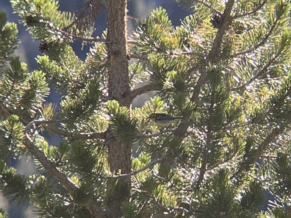 Paruline à tête jaune - ML644872133