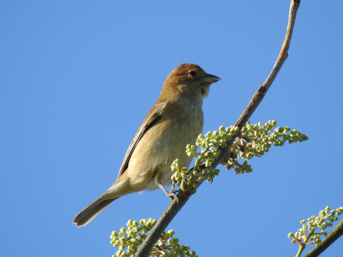 Индиговый колорин - ML644872140