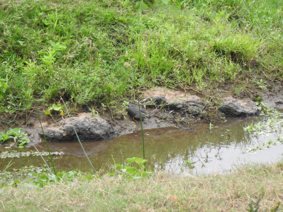 Little Heron - ML644872141