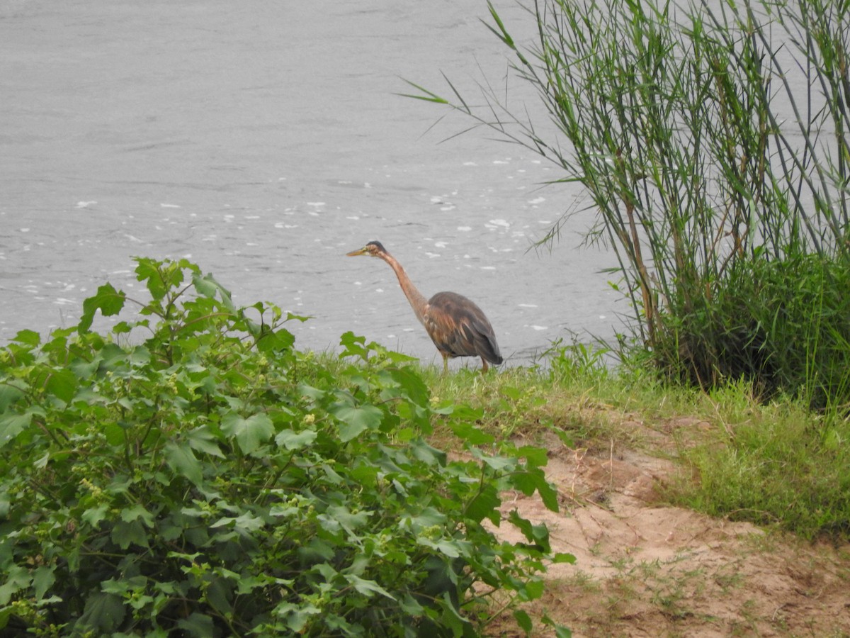 Purple Heron - ML644872149