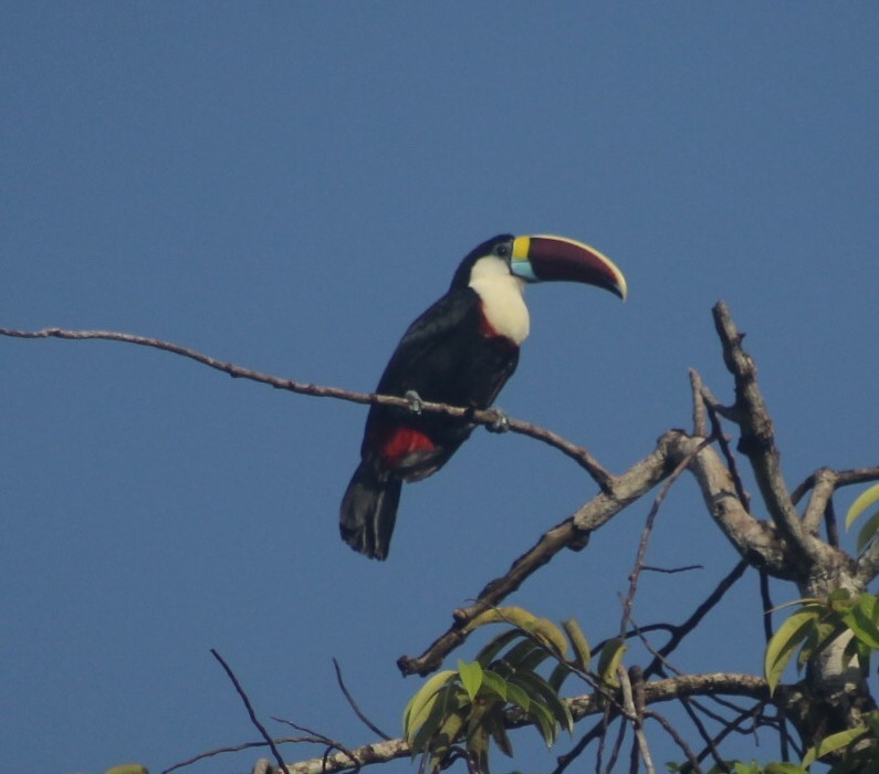 White-throated Toucan - ML644872150