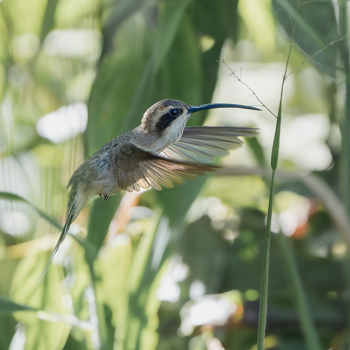 Светлобрюхий колибри-отшельник - ML644872155