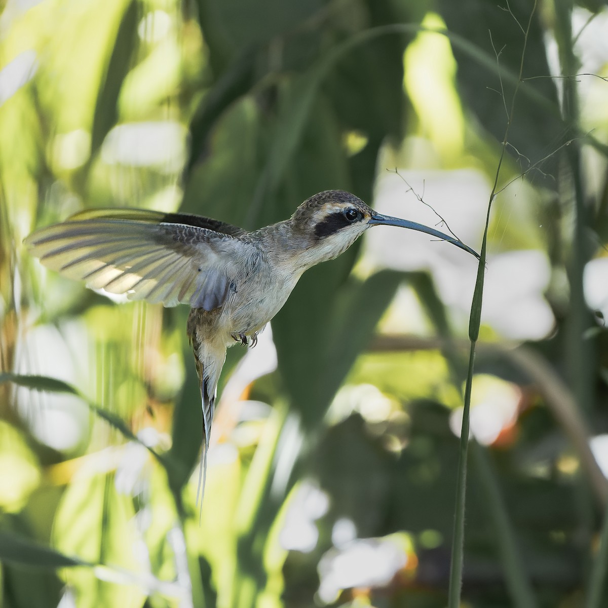 Светлобрюхий колибри-отшельник - ML644872156