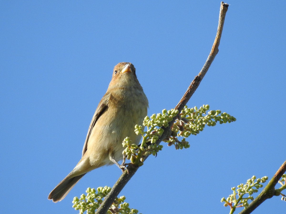 Индиговый колорин - ML644872157