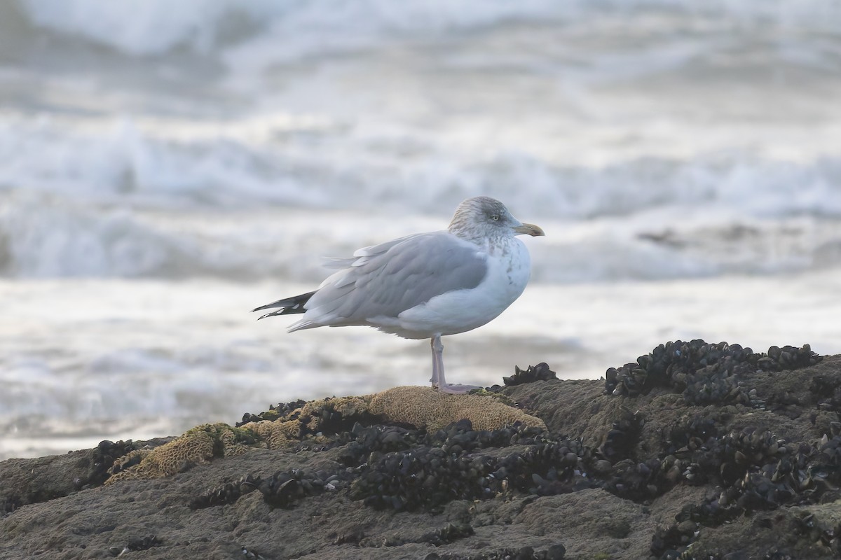 European Herring Gull - ML644872167