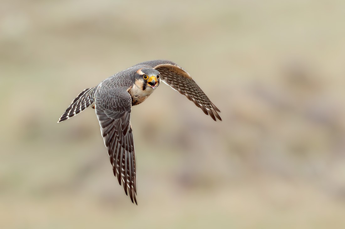 Aplomado Falcon - ML644872169