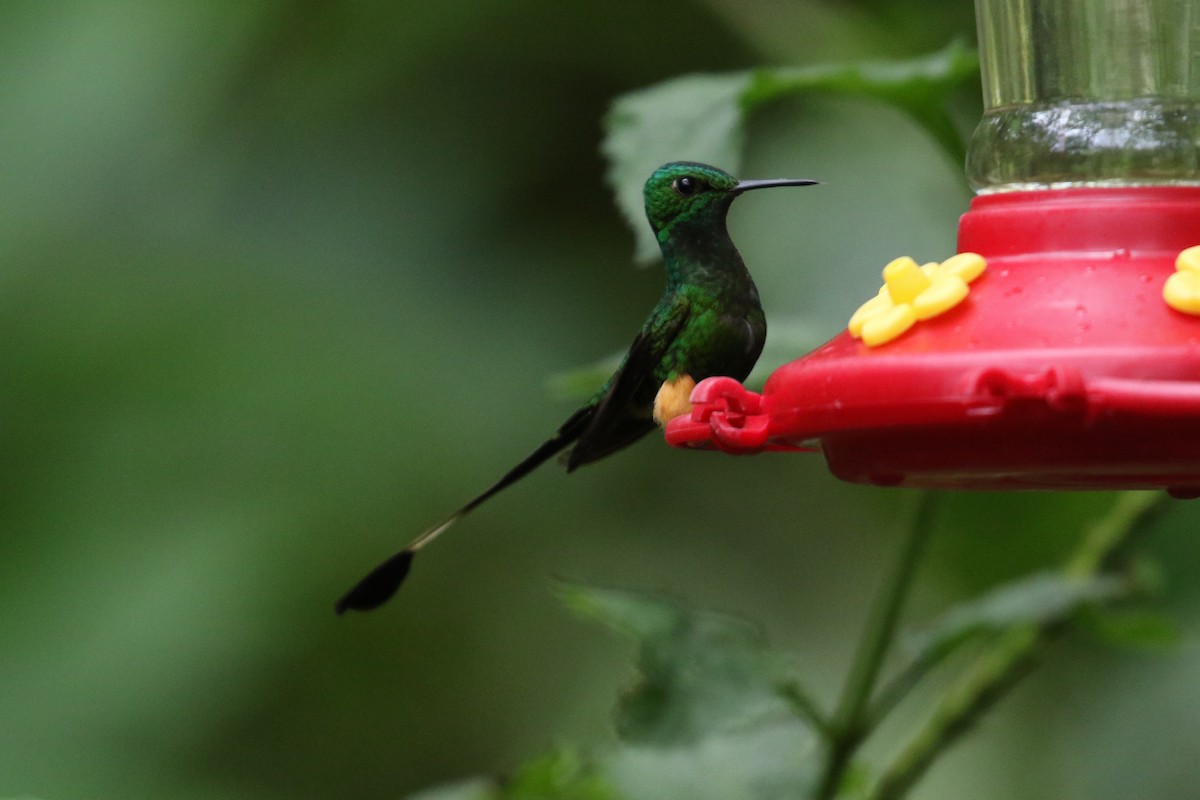 Peruvian Racket-tail - ML644872185