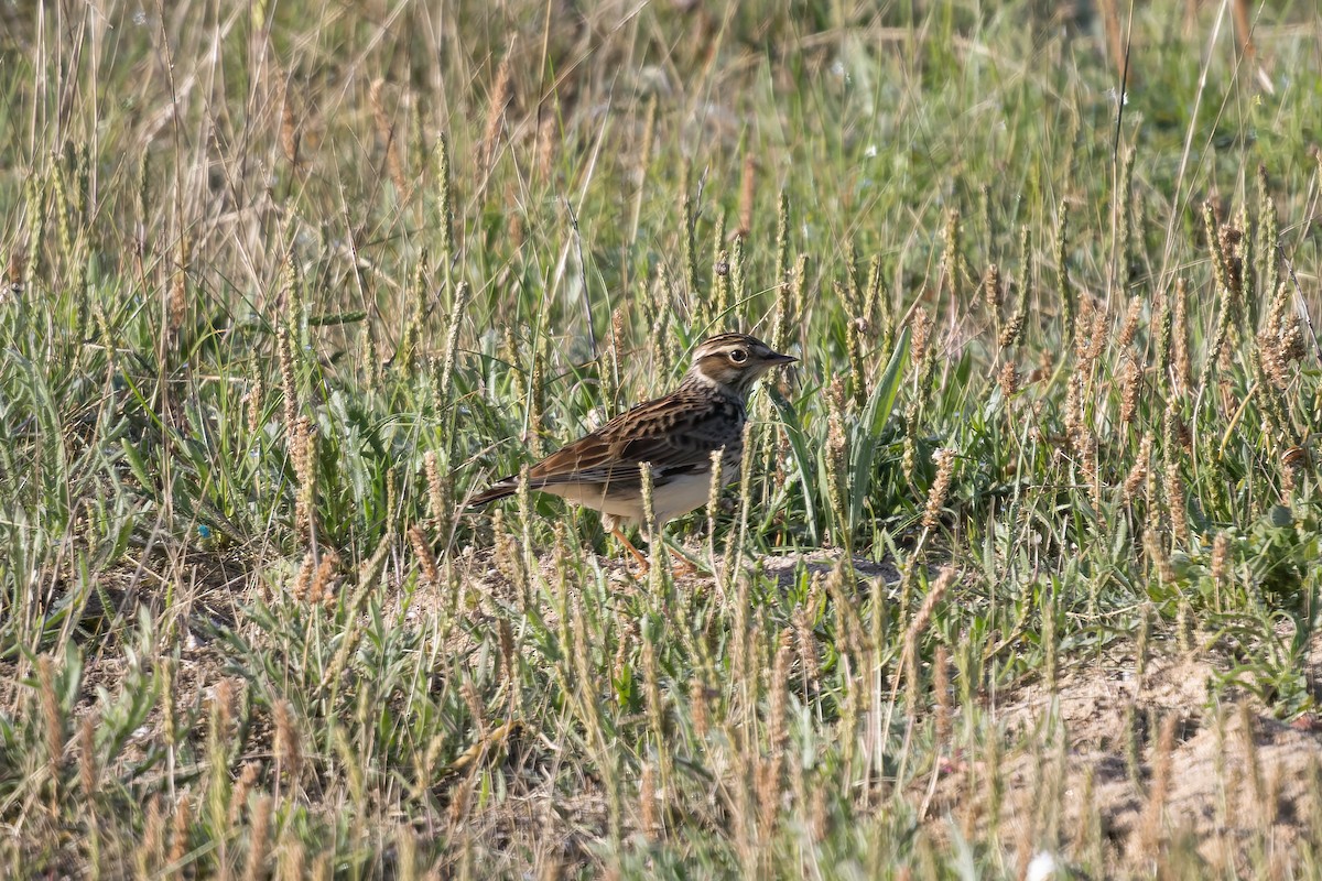 Wood Lark - ML644872188