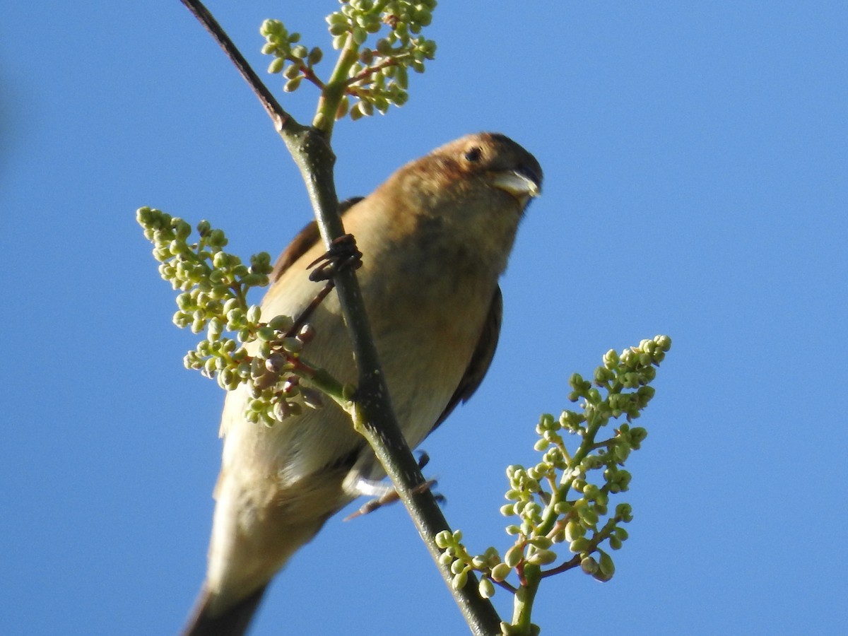 Индиговый колорин - ML644872189