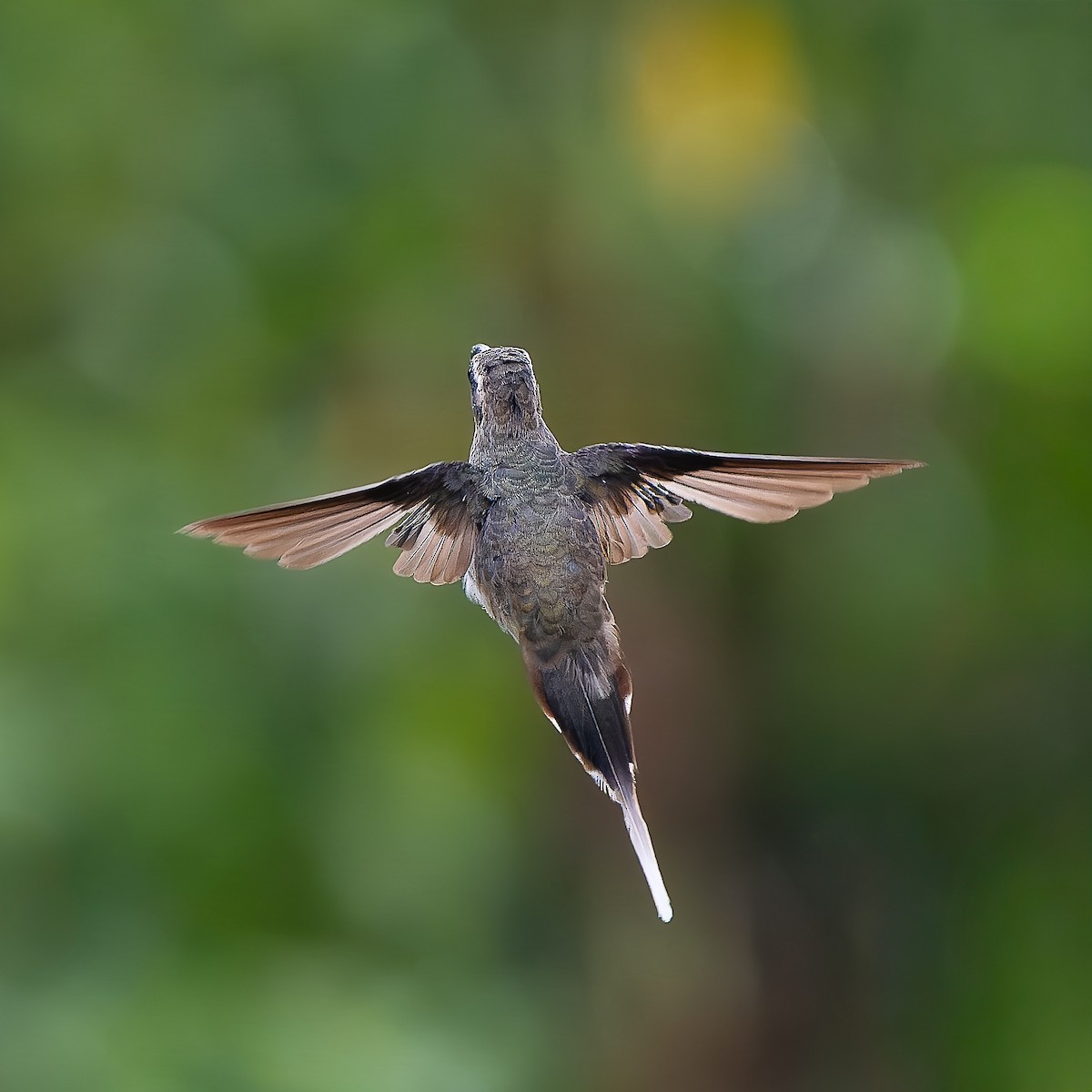 Светлобрюхий колибри-отшельник - ML644872208